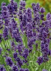 Lavendel 13-cm-Topf Angebote bei toom Baumarkt Magdeburg für 2,49 €