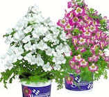 Bauern-Orchideen Angebote bei Wreesmann Dresden für 3,99 €