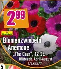 Blumenzwiebeln Anemone Angebote von FloraSelf bei Hornbach Grevenbroich für 2,99 €