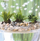 Le 2ème à -50% sur le 2ème identique sur une sélection de plantes aquatiques - Animalis à Montpellier Le 2ème à -50% sur le 2ème identique sur une sélection de plantes aquatiques en promo chez Animalis Montpellier