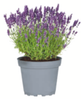 toom Baumarkt Tschernitz - Lavendel Angebot im Prospekt Lavendel bei toom Baumarkt im Tschernitz Prospekt für 2,99 €