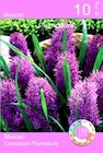 Thomas Philipps Bad Hersfeld - Muscari Angebot im Prospekt Muscari bei Thomas Philipps im Bad Hersfeld Prospekt für 2,22 €