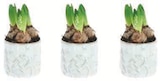 Composition de 3 jacinthes en promo chez Super U Boulogne-Billancourt à 5,99 €