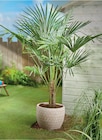 Palmiers pot 22 cm en promo chez Intermarché Hyper Pau à 29,99 €