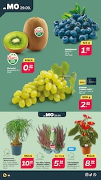 Kiwi Angebot im aktuellen Netto mit dem Scottie Prospekt auf Seite 2