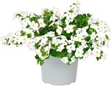 Schneeflockenblume Angebote bei Penny Mettmann für 1,99 €