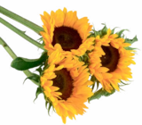 Sonnenblumen im Angebot bei aktiv & irma in Oldenburg Sonnenblumen Angebote bei aktiv & irma Oldenburg für 2,99 €
