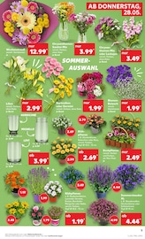 Chrysantheme im Kaufland Prospekt in Aachen Aktueller Kaufland Prospekt mit Chrysantheme, "Hier bin ich richtig", Seite 10