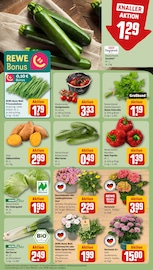 Blumen im REWE Prospekt in Weinheim Aktueller REWE Prospekt mit Blumen, "Dein Markt", Seite 7
