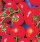 Tomates rondes en grappe à Bi1 dans Franchesse