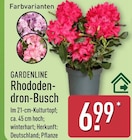 Rhododendron-Busch Angebote von GARDENLINE bei ALDI Nord Siegen für 6,99 €