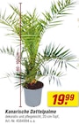 Kanarische Dattelpalme Angebot im toom Baumarkt Prospekt Kanarische Dattelpalme im toom Baumarkt Prospekt zum Preis von 19,99 €