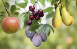 Bio Obstbäume Angebote bei Globus-Baumarkt Lippstadt für 18,99 €