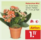 Kalanchoe Mini Angebote bei Netto Marken-Discount Lutherstadt Wittenberg für 1,11 €