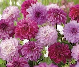 Bulbes de dahlias u et u spécialiste - U en promo chez Hyper U Bulbes de dahlias u et u spécialiste - U dans le catalogue Hyper U