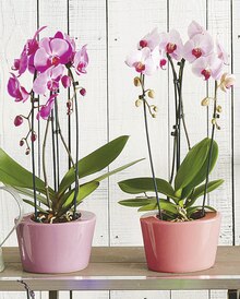 Bouquet De Fleurs dans le catalogue Géant Casino Foire aux orchidées à 7,90 € en promo chez Géant Casino