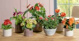 Gerbera Angebote bei toom Baumarkt Jena für 3,99 €