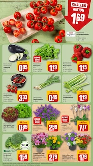 Blumen im aktuellen REWE Prospekt (Chemnitz) Blumen im REWE Prospekt "Dein Markt" mit 30 Seiten (Chemnitz)