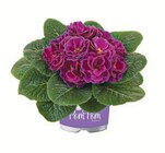 Gefüllte Primeln im aktuellen Netto mit dem Scottie Prospekt