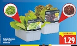 Salatpflanzen von Veggie Stars für 1,29 € bei E center im Angebot Salatpflanzen von Veggie Stars im aktuellen E center Prospekt
