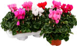 CYCLAMEN - SANSMARQUE en promo chez Auchan Hypermarché CYCLAMEN - SANSMARQUE dans le catalogue Auchan Hypermarché