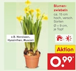 Blumenzwiebeln Angebote bei Netto Marken-Discount Rodgau für 0,99 €