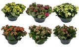 Carrefour Cholet - Promo Coupe de kalanchoe Promo Coupe de kalanchoe à 5,99 € dans le catalogue Carrefour à Cholet