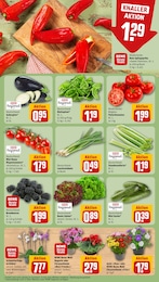 REWE Blumen im Prospekt 