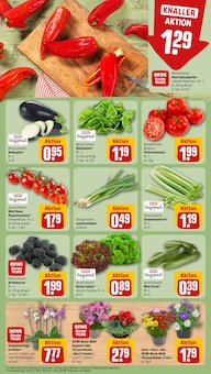Chrysantheme im REWE Prospekt "Dein Markt" mit 18 Seiten (Essen)