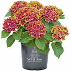 Hortensie 'Schlossgarten Kollektion' Angebote von Schloss bei Hagebaumarkt Bottrop für 19,99 €