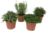 Italienische Kräuter im OBI Prospekt Italienische Kräuter von Grow by OBI im aktuellen OBI Prospekt für 3,49 €