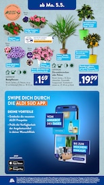 Palme im ALDI SÜD Prospekt in Frechen Aktueller ALDI SÜD Prospekt mit Palme, "Gutes für Alle.", Seite 17