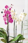 Orchidée 3 tiges en promo chez Super U Montpellier à 9,99 €