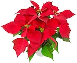 Weihnachtsstern für 1,89 € bei Penny im Angebot Weihnachtsstern im aktuellen Penny Prospekt