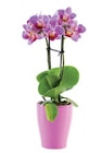 Mini orchidée en pot céramique dans le catalogue Lidl