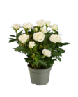 Topfrosen im Angebot bei Lidl in Haltern am See Topfrosen Angebote bei Lidl Haltern am See für 1,79 €