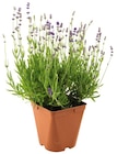 LAVANDE ANGUSTIFOLIA POT 12 CM dans le catalogue Netto