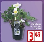 EDEKA Glienicke - Christrose Angebot im Prospekt Christrose bei EDEKA im Glienicke Prospekt für 3,49 €