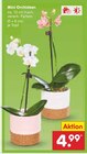 Mini Orchideen im Angebot bei Netto Marken-Discount in Stralsund Mini Orchideen Angebote bei Netto Marken-Discount Stralsund für 4,99 €