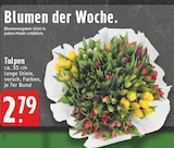 Tulpen Angebote bei EDEKA Grevenbroich für 2,79 €