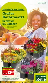 Aktueller Pflanzen Kölle Prospekt mit Pflanzen, "Grosser Herbstmarkt!", Seite 1