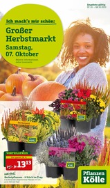 Pflanzen im Pflanzen Kölle Prospekt in Esslingen Aktueller Pflanzen Kölle Prospekt mit Pflanzen, "Grosser Herbstmarkt!", Seite 1