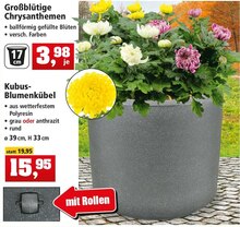Pflanzen und Pflanzzubehör bei Thomas Philipps in Erkelenz Pflanzen und Pflanzzubehör im Angebot bei Thomas Philipps Erkelenz für 3,98 €