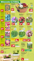 Blumentopf Angebot im aktuellen Thomas Philipps Prospekt auf Seite 2