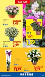 Prix et réduction Cache-Pot dans le prospectus Lidl en cours Offre Cache-Pot dans le catalogue Lidl du moment à la page 29