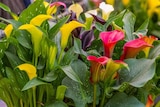 Promo Arum de couleur à 9,99 € dans le catalogue Jardiland ""