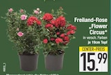 Freiland-Rose 'Flower Circus' im EDEKA Prospekt Freiland-Rose 'Flower Circus' von im aktuellen EDEKA Prospekt fĂŒr 15,99 âŹ
