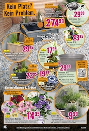 Teichpflanzen Angebot & Preis im aktuellen Hornbach Prospekt Teichpflanzen Angebot im aktuellen Hornbach Prospekt auf Seite 10
