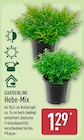 Hebe-Mix von Gardenline für 1,29 € bei ALDI Nord im Angebot Hebe-Mix von Gardenline im aktuellen ALDI Nord Prospekt