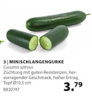 Gurken im Dehner Garten-Center Prospekt Minischlangengurke im aktuellen Dehner Garten-Center Prospekt für 3,79 €